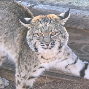 Meet your Posher, Pablo